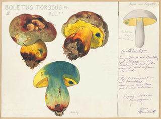 Boletus torosus - Hans Baldung — näkymä teoksesta