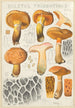 Boletus tridentinus - Hans Baldung — näkymä teoksesta