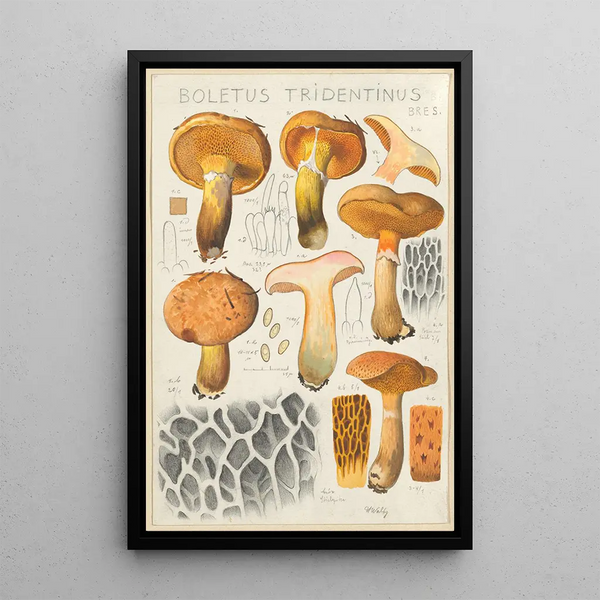 Boletus tridentinus - Hans Baldung — kehystetty taideteos seinällä