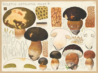 Boletus ustulatus - Hans Baldung — näkymä teoksesta