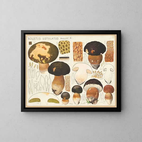 Boletus ustulatus - Hans Baldung — kehystetty taideteos seinällä