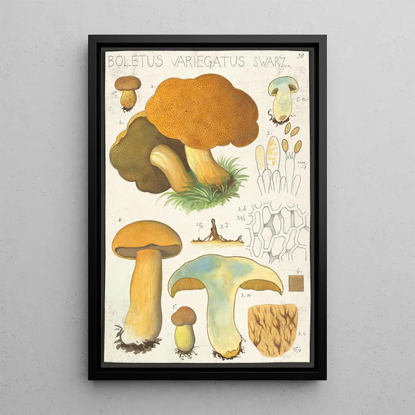 Boletus variegatus Swarz - Hans Baldung — kehystetty taideteos seinällä