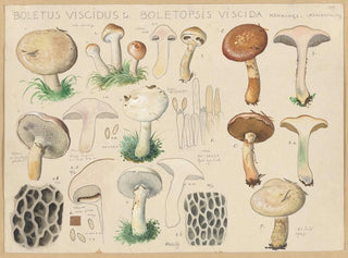 Boletus viscidus - Hans Baldung — näkymä teoksesta
