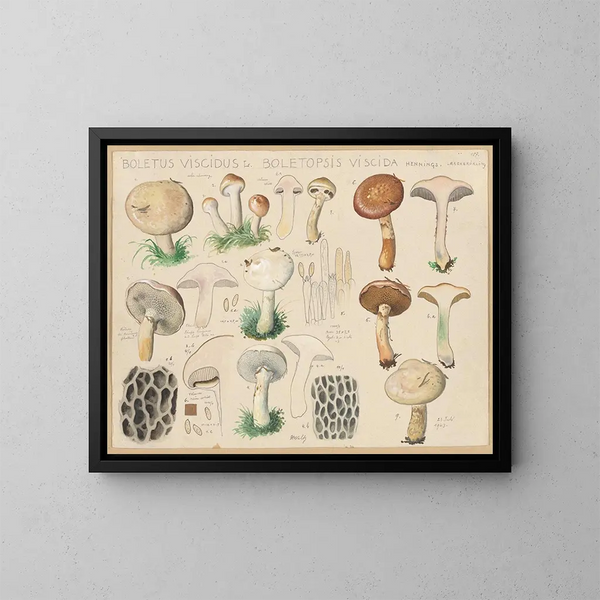 Boletus viscidus - Hans Baldung — kehystetty taideteos seinällä