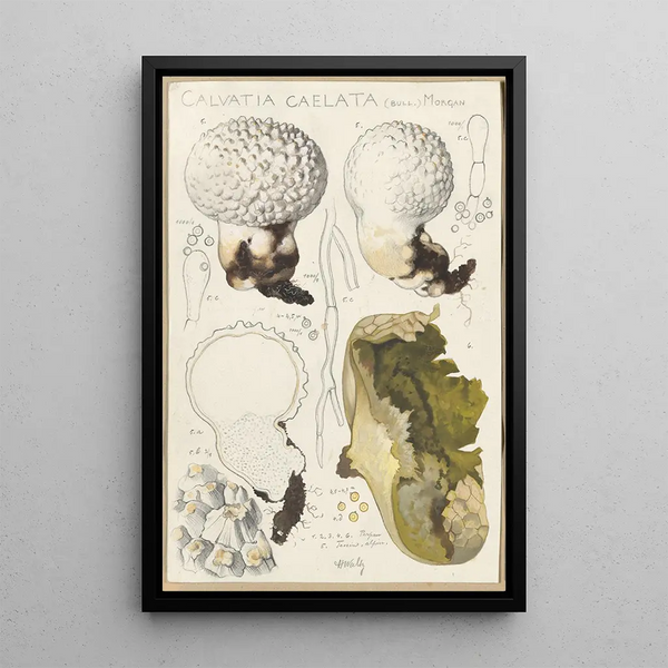 Calvatia caelata - Hans Baldung — kehystetty taideteos seinällä