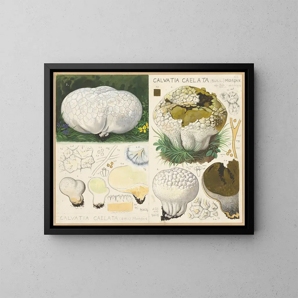 Calvatia caelata - Hans Baldung — kehystetty taideteos seinällä