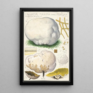 Hans Walty - Calvatia maxima Schff Morgan Globaria bovista L.webp