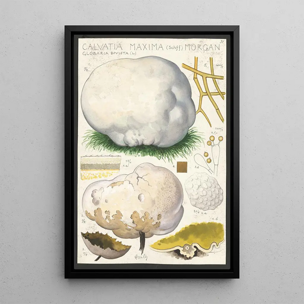 Calvatia maxima Schff Morgan Globaria bovista L - Hans Baldung — kehystetty taideteos seinällä