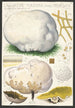 Calvatia maxima Schff Morgan Globaria bovista L - Hans Baldung — näkymä teoksesta