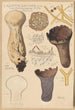 Calvatia saccata - Hans Baldung — näkymä teoksesta