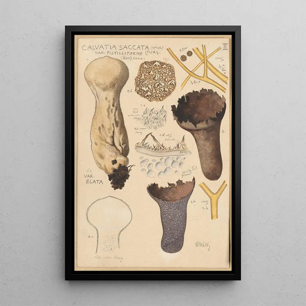 Calvatia saccata - Hans Baldung — kehystetty taideteos seinällä