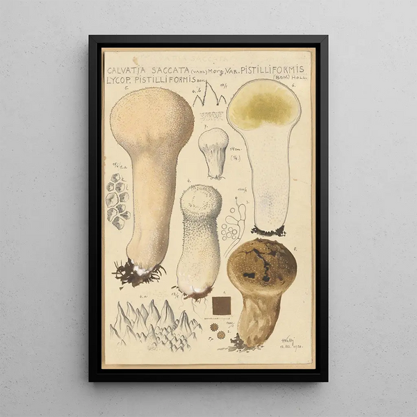 Calvatia saccata var Pistilliformis - Hans Baldung — kehystetty taideteos seinällä