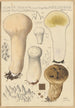 Calvatia saccata var Pistilliformis - Hans Baldung — näkymä teoksesta