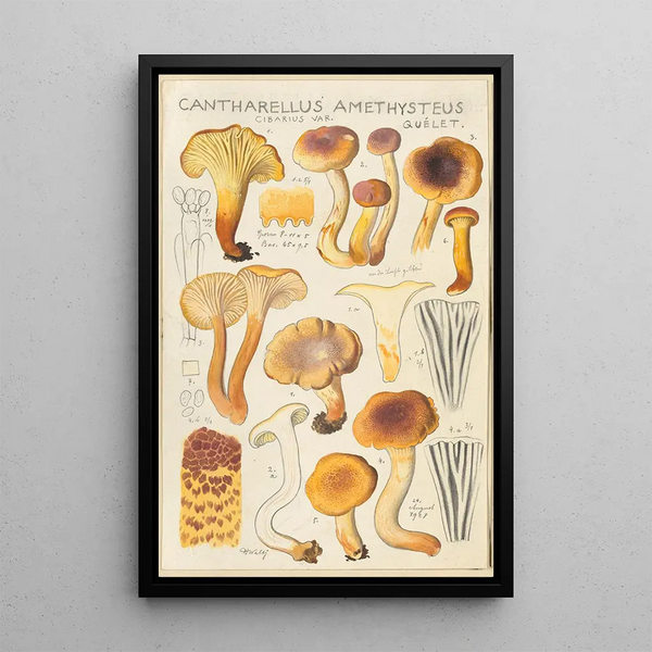 Cantharellus amethysteus - Hans Baldung — kehystetty taideteos seinällä