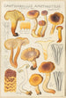 Cantharellus amethysteus - Hans Baldung — näkymä teoksesta