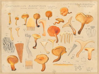 Chanterelle orangée - Hans Baldung — näkymä teoksesta