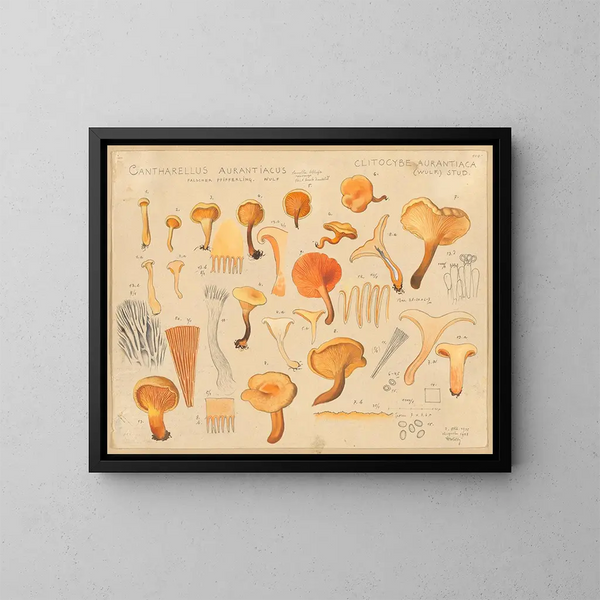 Chanterelle orangée - Hans Baldung — kehystetty taideteos seinällä