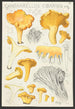 Cantharellus cibarius Fr - Hans Baldung — näkymä teoksesta