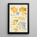 Cantharellus cibarius Fr - Hans Baldung — kehystetty taideteos seinällä