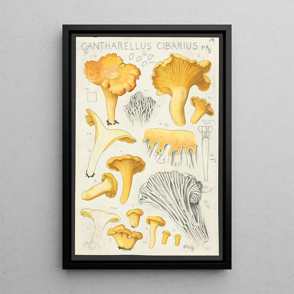 Cantharellus cibarius Fr - Hans Baldung — kehystetty taideteos seinällä