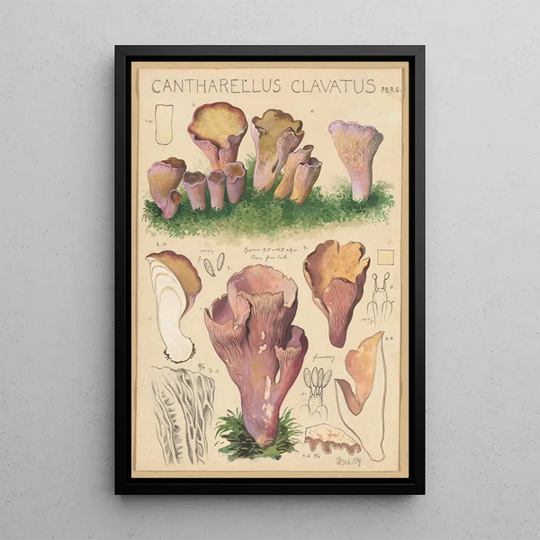 Cantharellus clavatus Pers - Hans Baldung — kehystetty taideteos seinällä