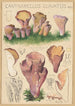 Cantharellus clavatus Pers - Hans Baldung — näkymä teoksesta