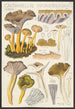 Cantharellus infundibuliformis Scop - Hans Baldung — näkymä teoksesta