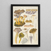 Cantharellus infundibuliformis Scop - Hans Baldung — kehystetty taideteos seinällä