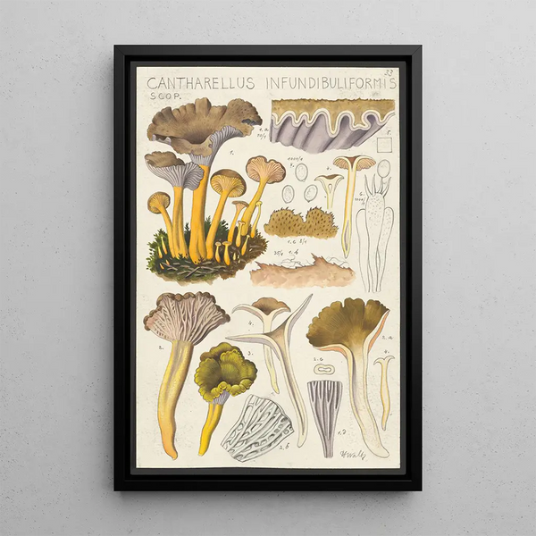 Cantharellus infundibuliformis Scop - Hans Baldung — kehystetty taideteos seinällä
