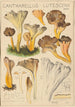 Cantharellus lutescens - Hans Baldung — näkymä teoksesta
