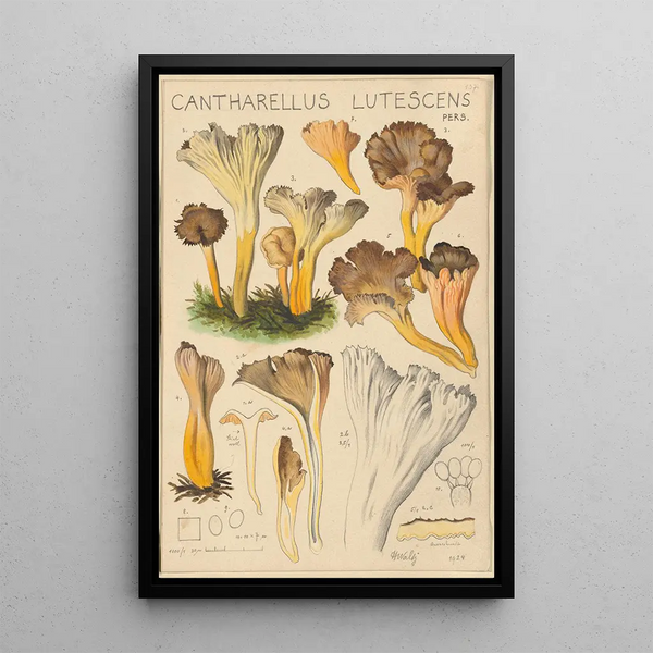 Cantharellus lutescens - Hans Baldung — kehystetty taideteos seinällä