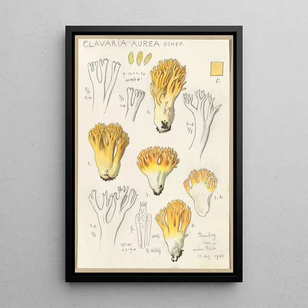 Clavaria aurea Schff - Hans Baldung — kehystetty taideteos seinällä