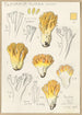 Clavaria aurea Schff - Hans Baldung — näkymä teoksesta