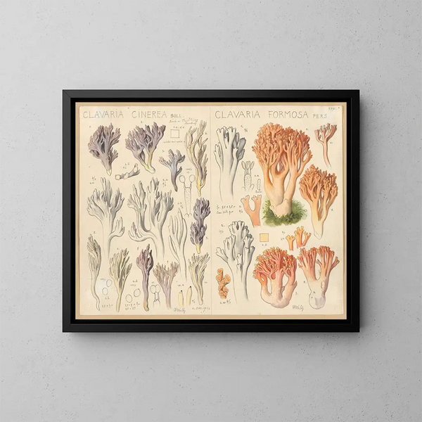 Clavaria cendrée Clavaria belle - Hans Baldung — kehystetty taideteos seinällä