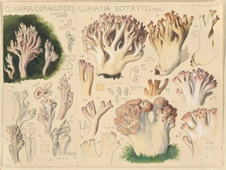 Clavaria coralloides ja Clavaria botrytes - Hans Baldung — näkymä teoksesta