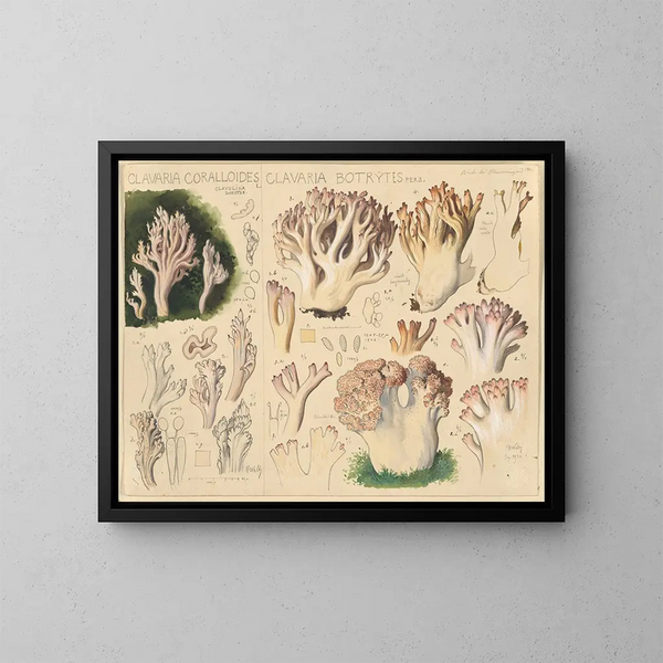 Clavaria coralloides ja Clavaria botrytes - Hans Baldung — kehystetty taideteos seinällä