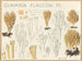 Clavaria flaccida - Hans Baldung — näkymä teoksesta