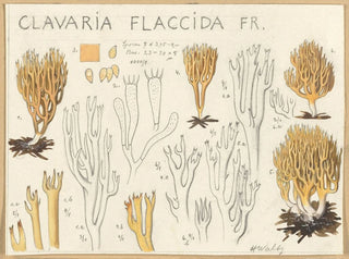 Clavaria flaccida - Hans Baldung — näkymä teoksesta