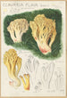 Clavaria flava - Hans Baldung — näkymä teoksesta