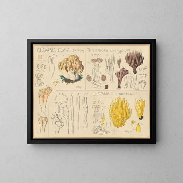 Clavaria keltainen, Thélephore korallimainen, Clavaria fusiforme - Hans Baldung — kehystetty taideteos seinällä