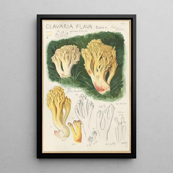 Clavaria flava - Hans Baldung — kehystetty taideteos seinällä