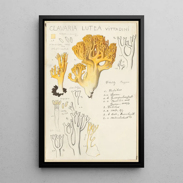Clavaria lutea - Hans Baldung — kehystetty taideteos seinällä