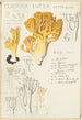 Clavaria lutea - Hans Baldung — näkymä teoksesta