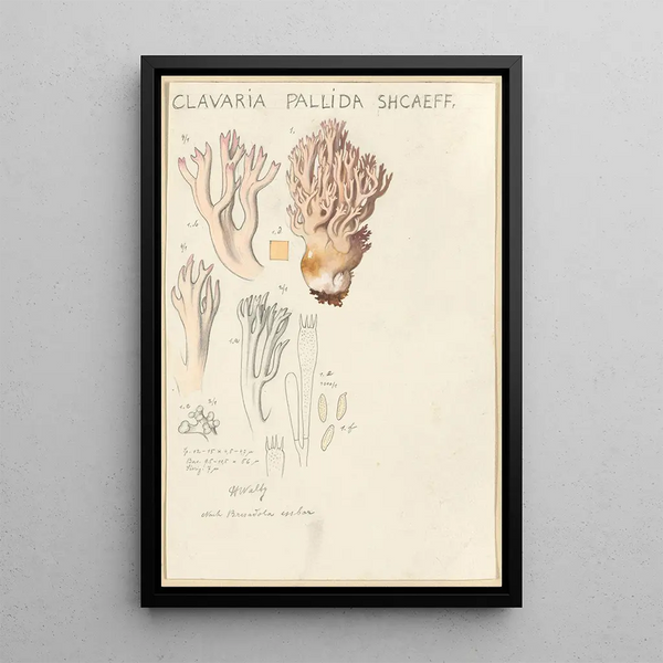 Clavaria pallida Shcaeff - Hans Baldung — kehystetty taideteos seinällä