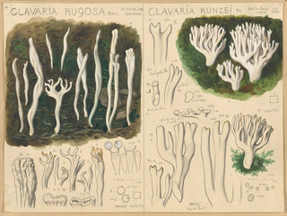 Clavaria rugosa et Clavaria kunzei - Hans Baldung — näkymä teoksesta