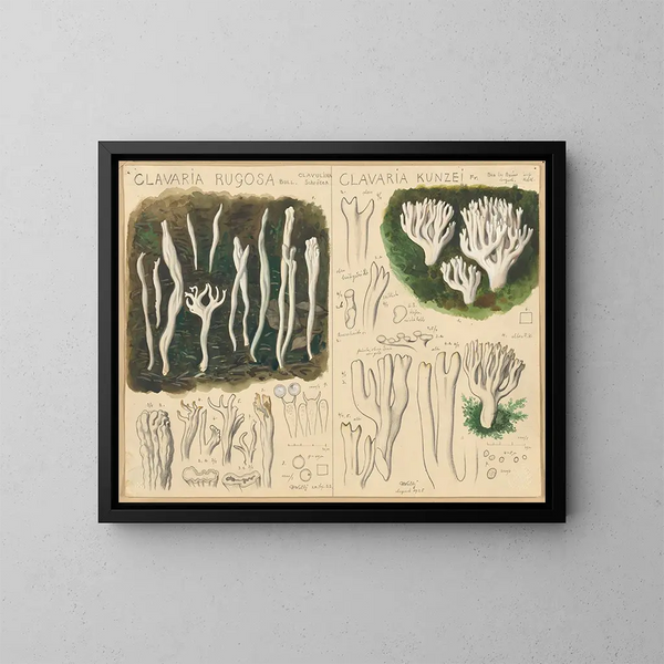 Clavaria rugosa et Clavaria kunzei - Hans Baldung — kehystetty taideteos seinällä