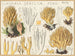 Clavaria stricte - Hans Baldung — näkymä teoksesta