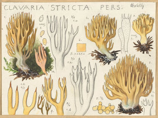 Clavaria stricte - Hans Baldung — näkymä teoksesta