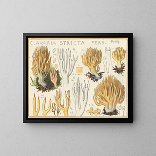 Clavaria stricte - Hans Baldung — kehystetty taideteos seinällä