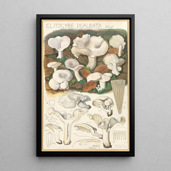 Clitocybe dealbata - Hans Baldung — kehystetty taideteos seinällä